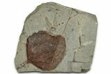 Paleocene Fossil Leaf (Zizyphoides) - Montana #351971-1